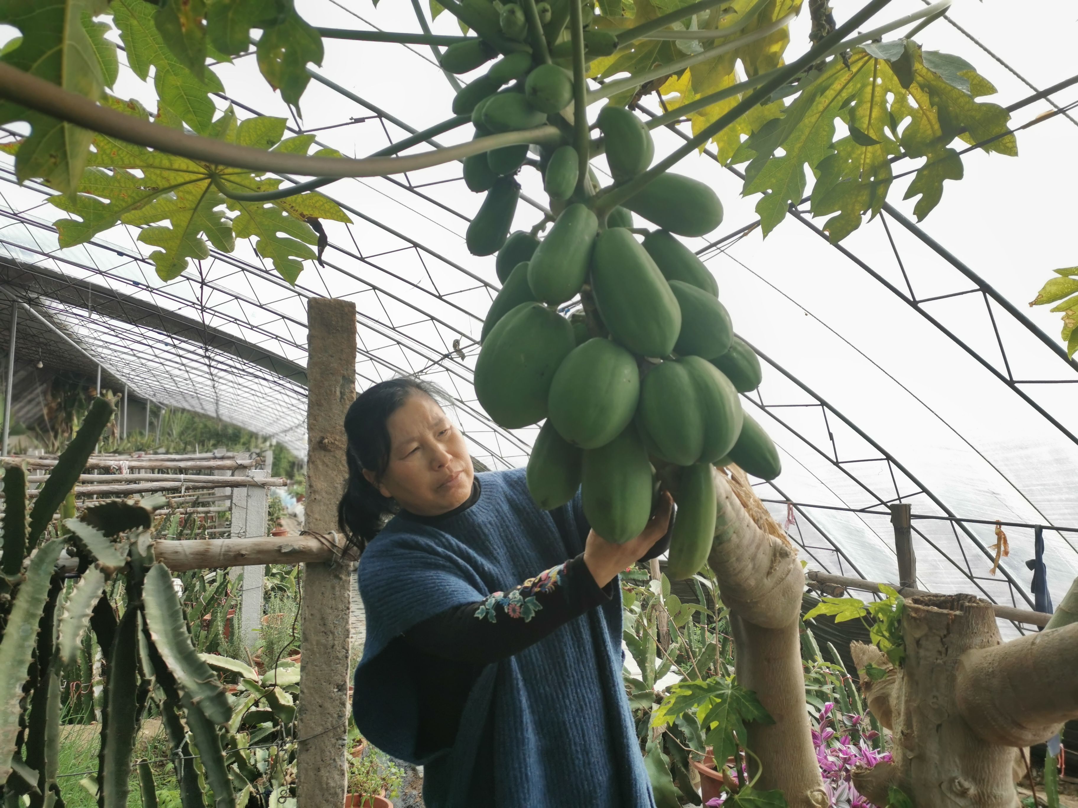 王艳华|大连刘家村：新鲜！东北长出了南方水果