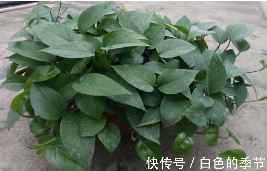 绿萝，文竹长不旺，那就给它来点“糖”，枝条嗖嗖长，叶子绿油油