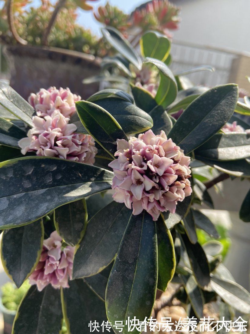 石斛兰|耐阴花就养这5种,阴凉地儿也能开花,颜值一点不比阳性植物低