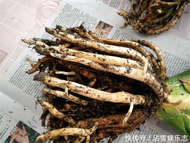 剑叶石蒜|君子兰是“懒汉”，要懒养，不黄叶不烂根，年年开花多，美呆了