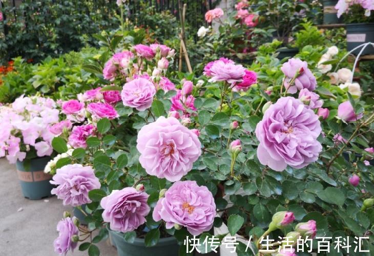 肥害|月季花难养,问题不断吗教您2招,找准问题原因!