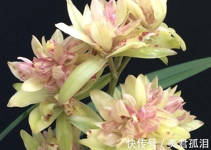 花型|它被誉为“建兰三大奇花”之首，花型饱满，兰香四溢，适合新手养