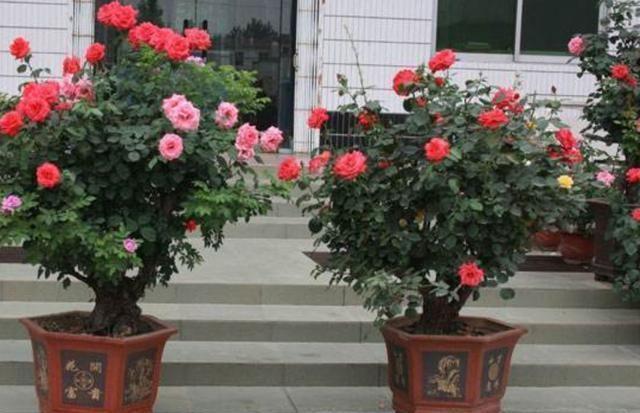 利于它|绿萝赶紧丢了吧此花一年花开180天,院子阳台再小都要栽2棵