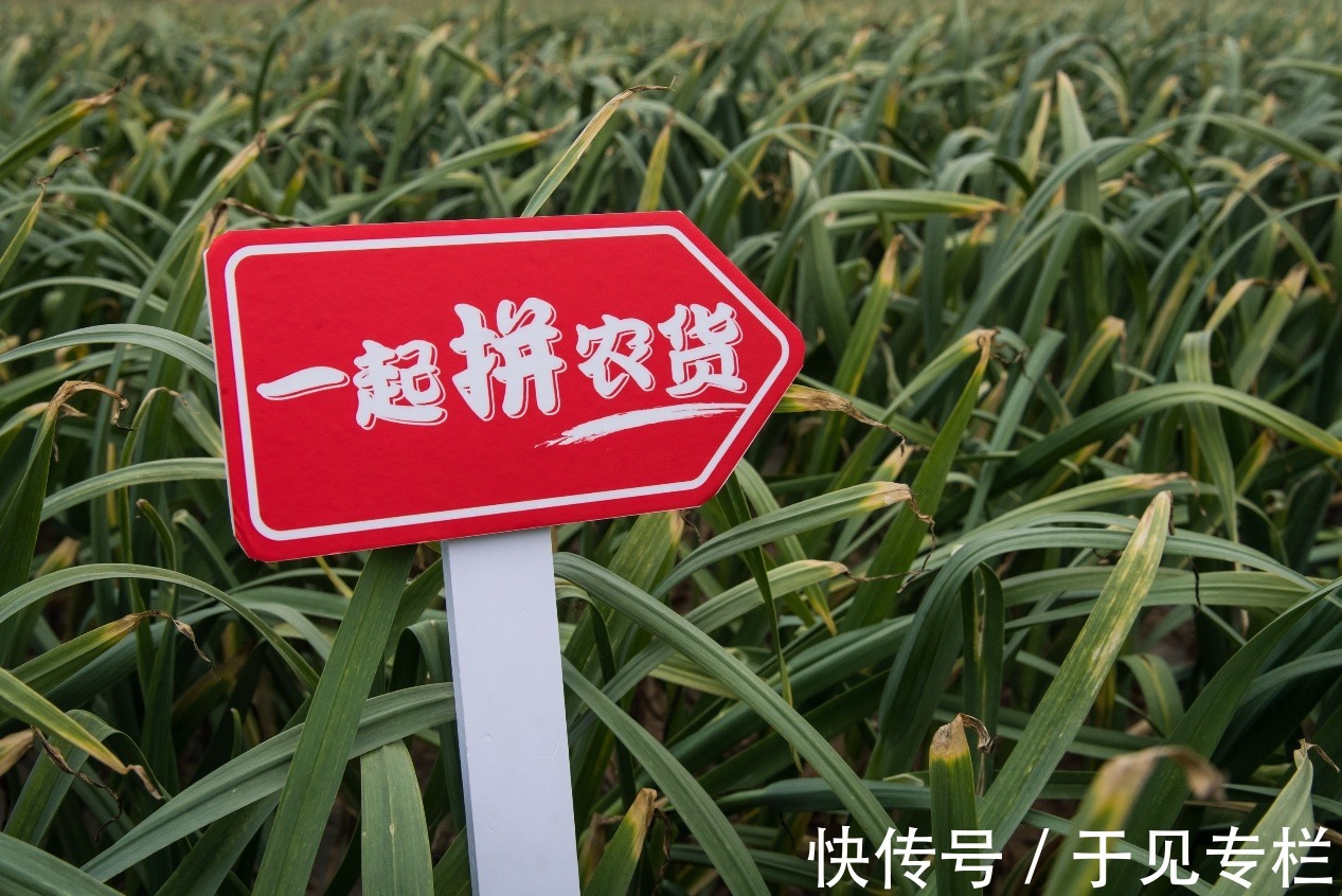 拼多多|力推“科技赋能农业”的拼多多，玩的是噱头还是真本事？