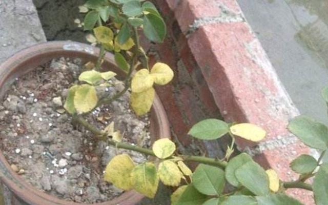 花卉|4种土,宁可扔了也别养花,不然累死也养不好!