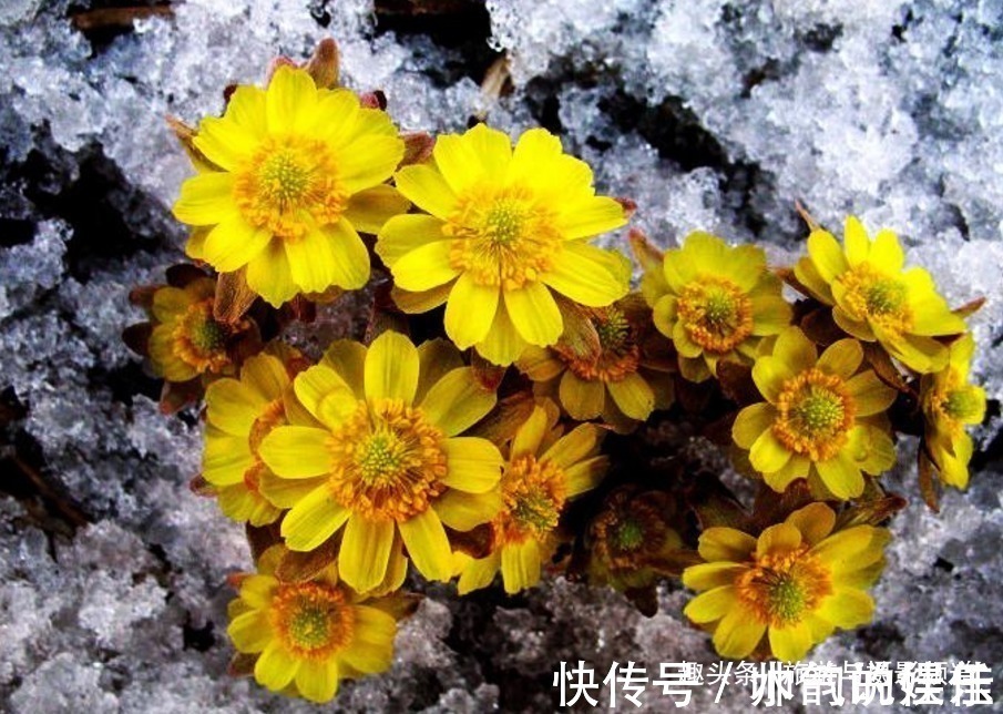 中国“最坚韧”的花在东北！从冰上长出来还能让人长寿！