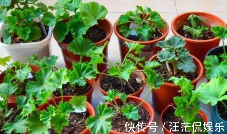 生根|3种花受欢迎，“随便”折个枝就能活，7天生根，立冬就开花