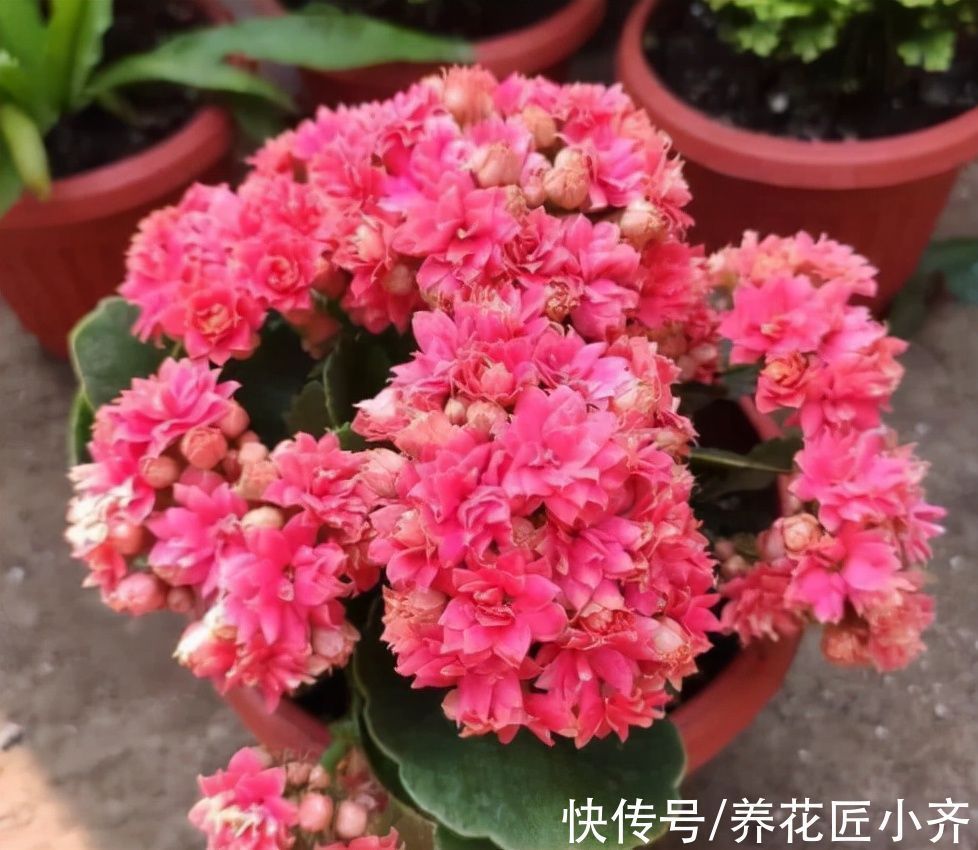 猫腻|花市长寿花叶大花苞多?里面“猫腻”很多,不信你可以试一试