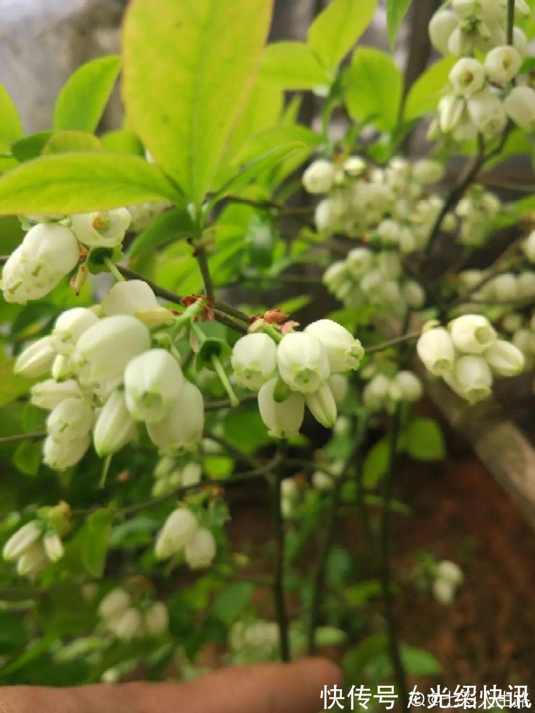 大粗杆插土里,7天生根,当年结果压弯枝,不用买水果了!