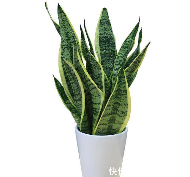 虎皮兰多久浇一次水,按照这个方法浇水,虎皮兰怎么养都安全