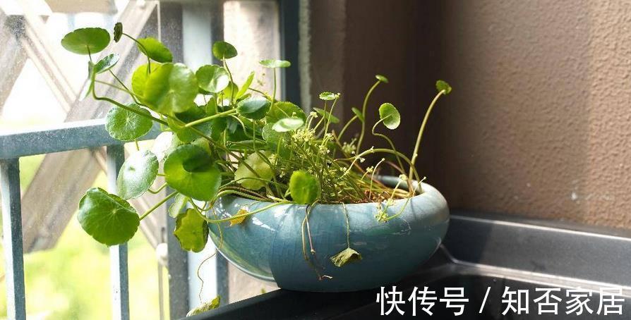 环保|制作酵素养花，环保又省钱！这3样处理方法，值得收藏