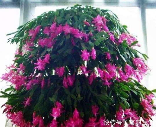 生活环境|养蟹爪兰,盆中插几根木棒,蹭蹭长到爆,花开不断,开成瀑布