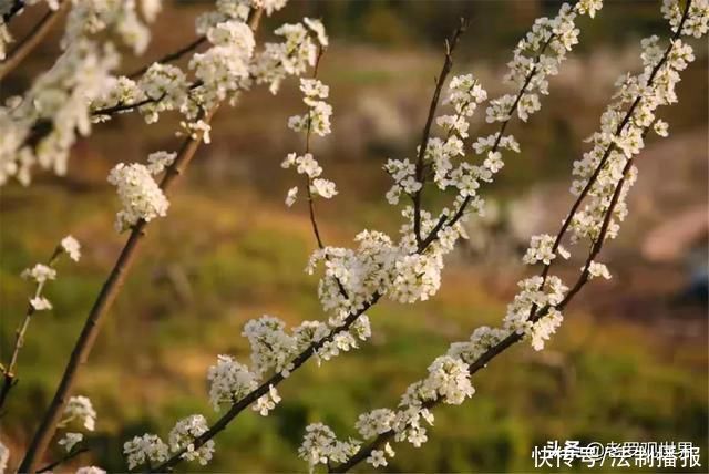 美成仙境!巴中通江“春天的颜色”来了