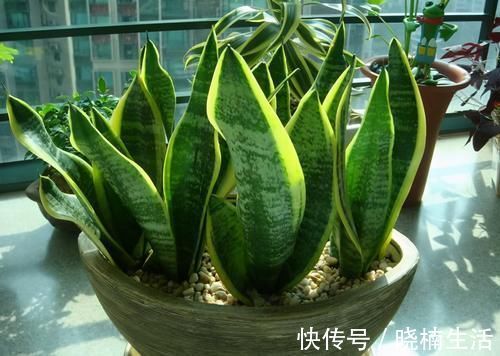卧室养花,就养4种小绿植,有生机好管理