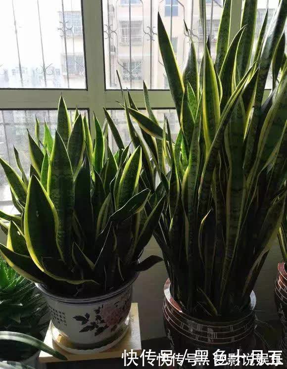 养“虎尾兰”有要点，学会“砍倒重来”，1盆变100盆，4年到房顶