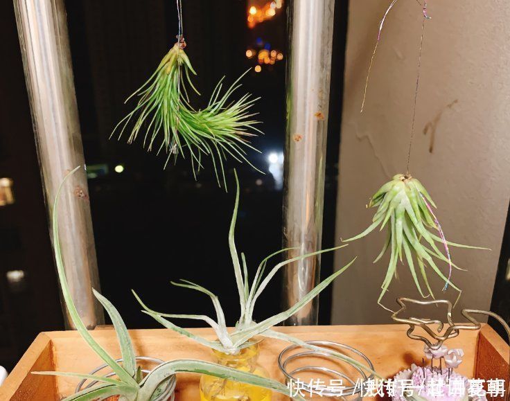 4种花别用土养,一浇水就烂根,最后1种很神奇,倒挂空中也开花