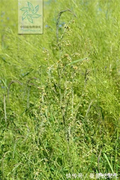 黄水疮|大籽蒿，见过吗？全草肺热咳嗽、咽喉肿痛；花治黄水疮、皮肤湿疹