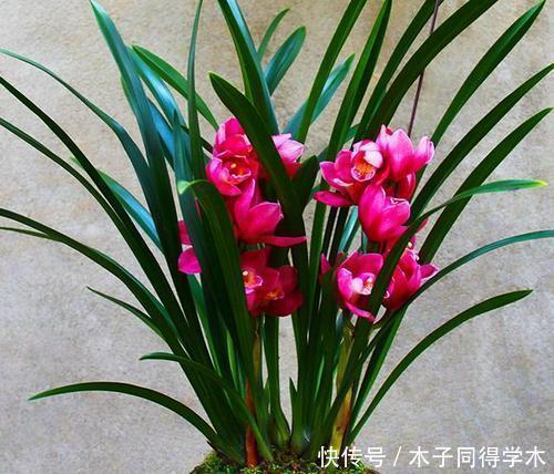 养护|夏天兰花有4“怕”,现在避开还不晚,安全度夏叶油绿