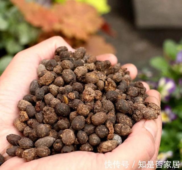 花都|牛人养花,常用这4种小东西,养花土里掺一点,啥花都能养爆盆