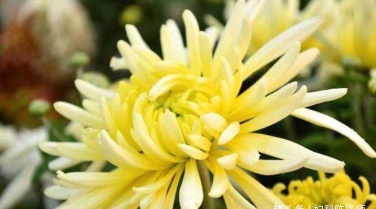 丝瓜|女性想要身体好,可以多吃3种食物,排毒养颜,增强体质