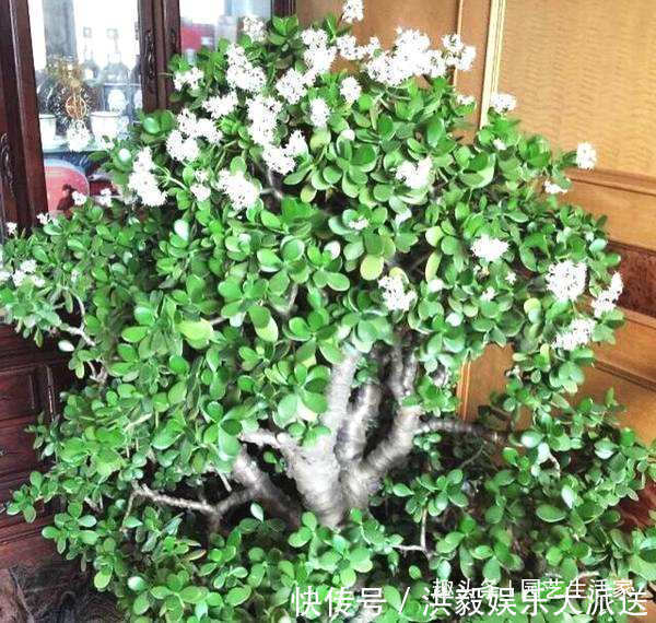 花生米|养玉树,盆底埋上10粒它,1年后,枝条老化长成老桩,值钱了