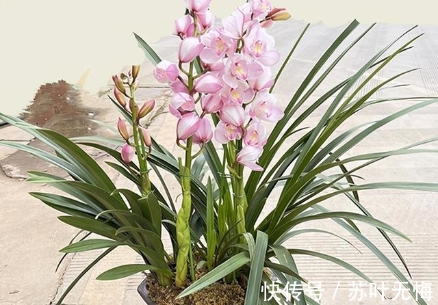 兰花想多冒芽？养护注意三动作，顺利春化，清香宜人小半年