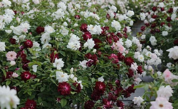 月季花|养花试试这款,保养恰当就能做到花盛开爆盆的成效