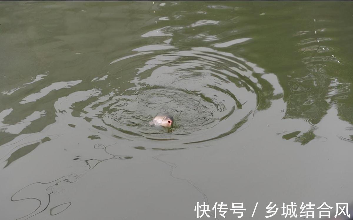 野钓时鱼口突然闭停,是什么原因导致的?如何避开散窝?