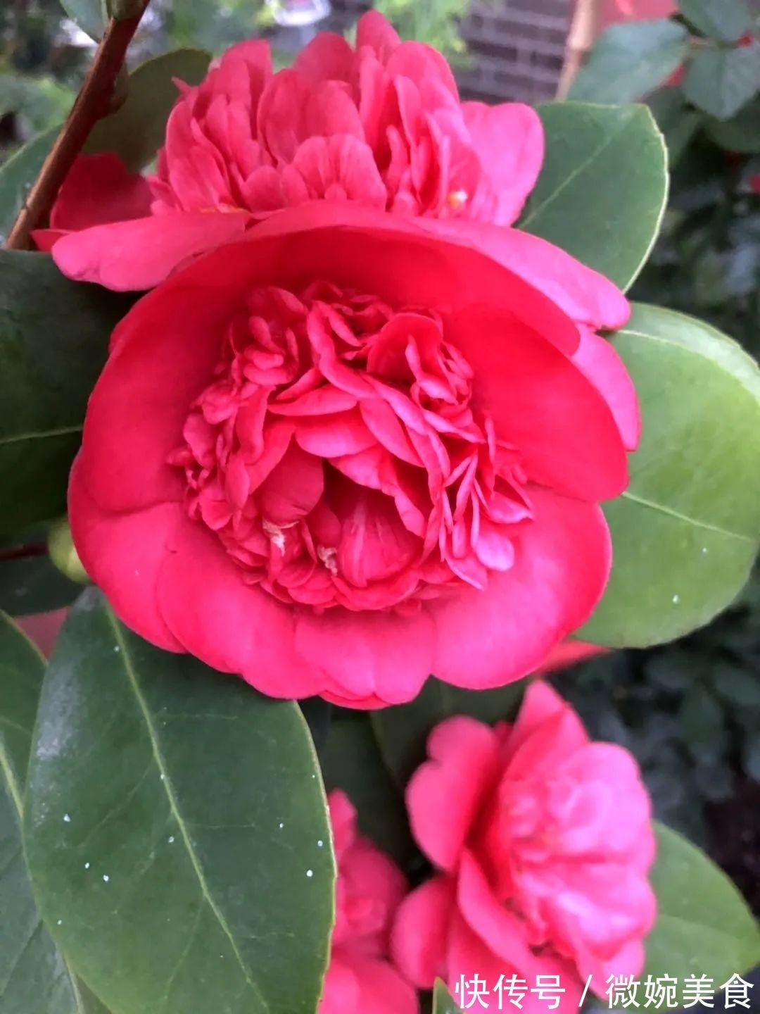 显摆一下我的家丨花开香满院，爱花人在自家庭院建小花园