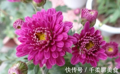 养花|养“2种花”就够了,个个开花爆盆,一年四季开花,值得养