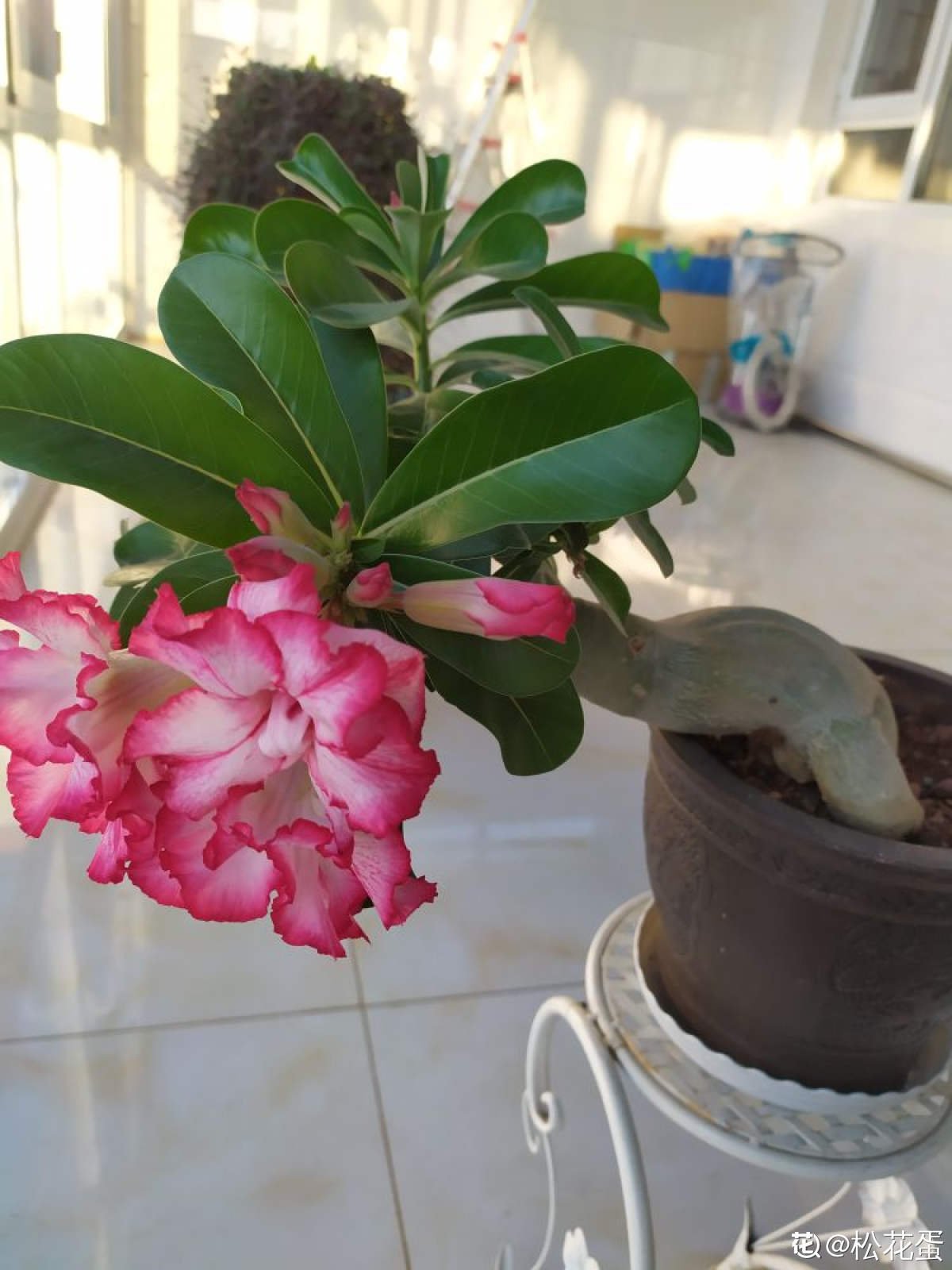 砂质土|沙漠般的天气还想养玫瑰？不用咋养，沙漠玫瑰就能怒放