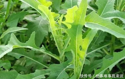 苦菜|藥食同源,民間苦菜,被古本草列為極品,遍布農村鄉下卻少有人知