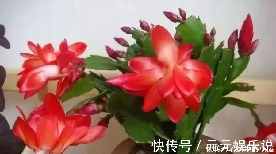 二氧化碳|家里养这12种“吸毒”绿植，净化空气，老人小孩少生病