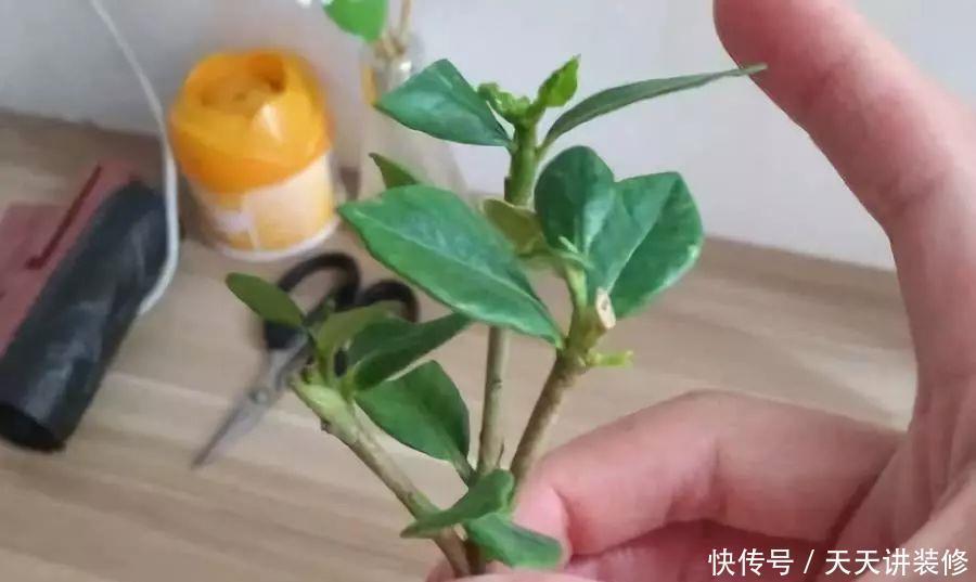 水培栀子花生根后土栽,成活率高服盆快