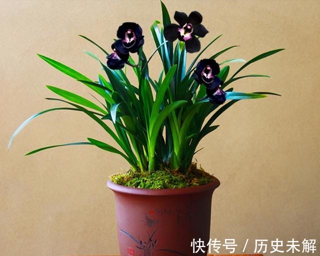 这款兰花真奇怪，被誉为是兰花界的“黑魔法”，适合新手养护！