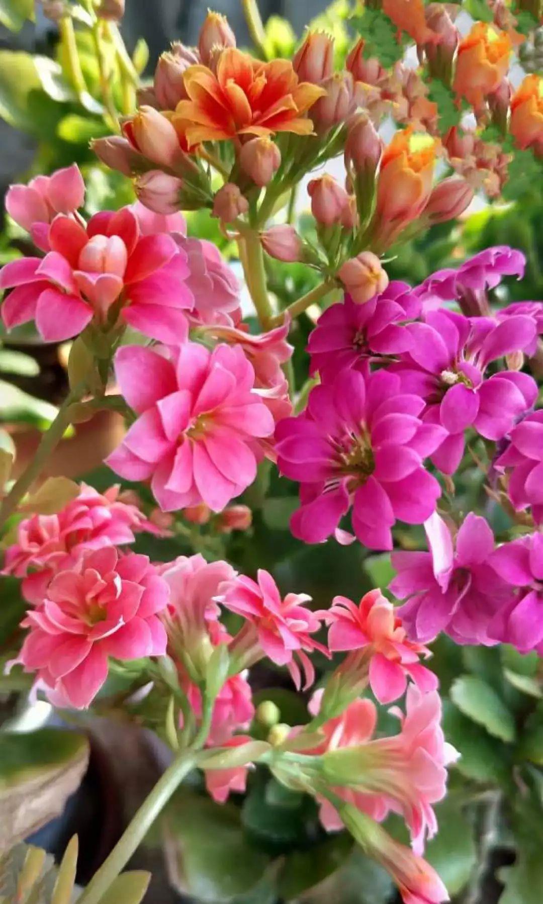 家里吃剩的果皮,拿来养花嗖嗖长,不黄叶、开花多