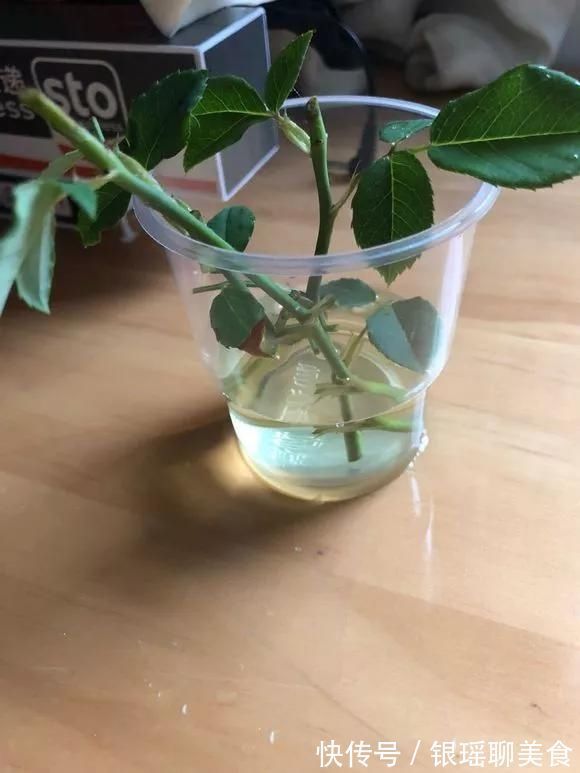 生根水还买4种东西放水里,大白根呼呼冒,扦插用得上