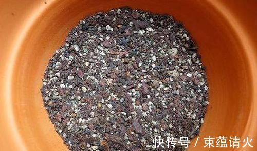 养花不会换盆，没经验就记住这些方法，换一盆旺一盆，零损伤