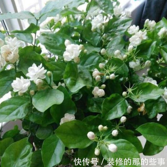 茉莉花|居家就养此款花卉,不闻不问,花开爆盆美如花,人见人爱!