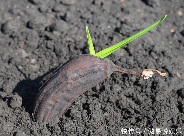 香蕉以后烂了也不扔了,来看下香蕉是怎么种植的!