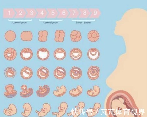 孕期|胎儿的性别,事实是在孕期的这个时间段形成的,宝妈们来看看