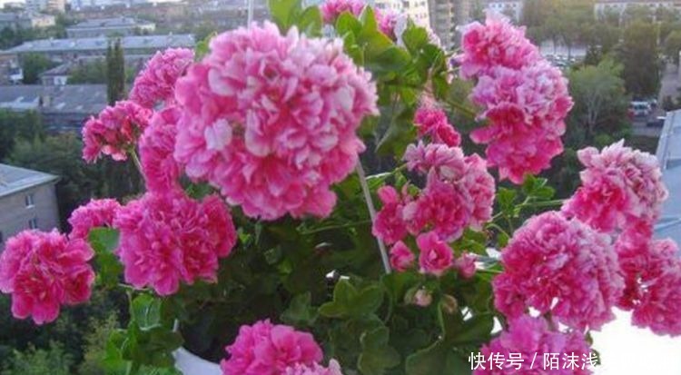 夏天首养几种花，香味好闻，花色娇艳易爆盆，好养很耐赏