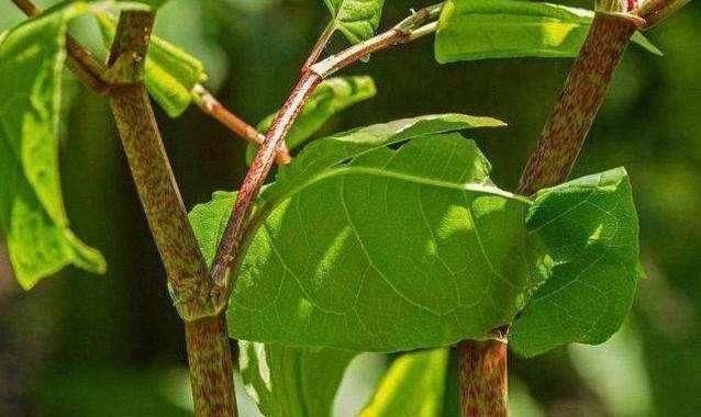 活血化瘀|农村阴沟里这种野草，人称“活血龙”，能当野菜吃，还能活血化瘀