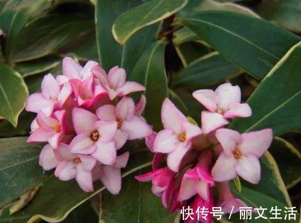 此花姿态婆娑潇洒,散发着一种诱人心魂的芳香,寓意为祥瑞与吉利