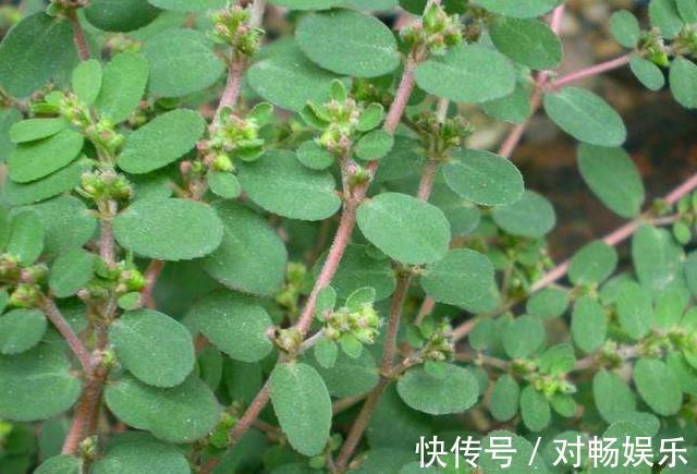 农村|农村墙角一野草,又叫“血见愁”,是一味“止血神药”,你认识吗