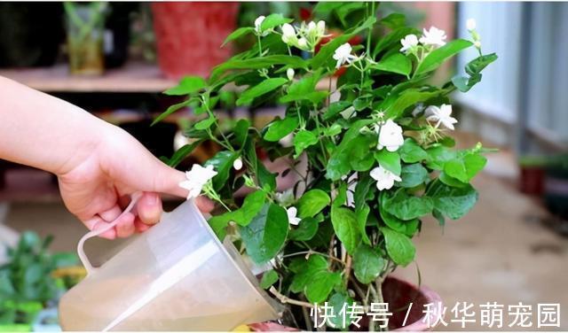 想要茉莉多开花,记住“十二字”口诀,一茬一茬开香花