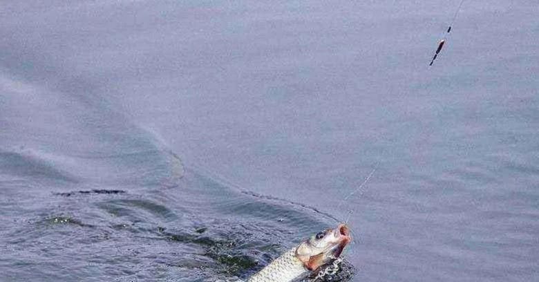 降温后鱼口轻总是没顿口换个“思路”来调漂，马上就黑漂了