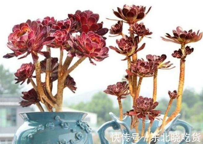 老桩|花盆又高又深怎么养多肉，方法来了，不烂根颜值高