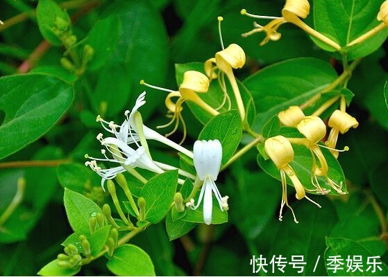 养这些花卉真幸福,夏天开花成花海,花香十足,飘散四溢