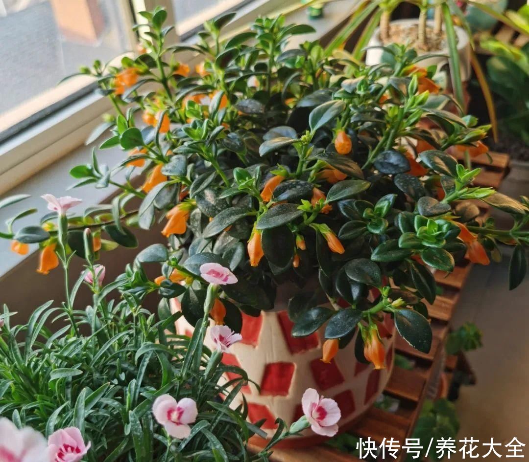 抗病、不招虫的天竺葵，屋里养一盆，开花一茬接一茬
